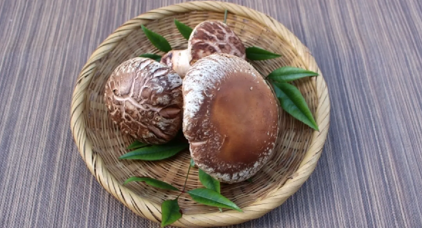 Oita shiitake mushroom
